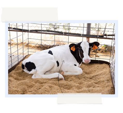 why is hp bad|Gene editors are modifying cow guts to stop their planet.